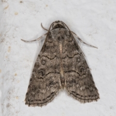 Calathusa sp nr dispila at Melba, ACT - 17 Nov 2021 11:55 PM