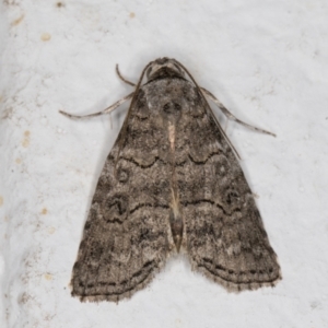 Calathusa sp nr dispila at Melba, ACT - 17 Nov 2021