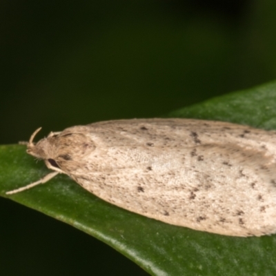 Chezala privatella (A Concealer moth) at Melba, ACT - 17 Nov 2021 by kasiaaus