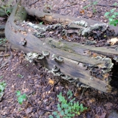 Unidentified Shelf-like to hoof-like & usually on wood at Coree, ACT - 30 Jan 2022 by Kurt