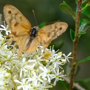 Heteronympha merope at Coree, ACT - 30 Jan 2022