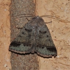 Pantydia sparsa (Noctuid Moth) at Wanniassa, ACT - 30 Jan 2022 by JohnBundock
