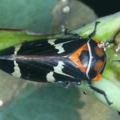 Eurymeloides pulchra (Gumtree hopper) at Ainslie, ACT - 29 Jan 2022 by jb2602