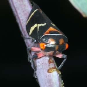 Eurymeloides pulchra at Ainslie, ACT - 29 Jan 2022