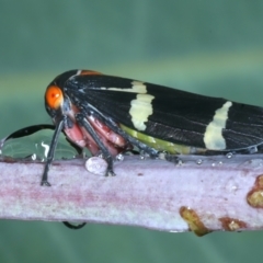 Eurymeloides pulchra at Ainslie, ACT - 29 Jan 2022