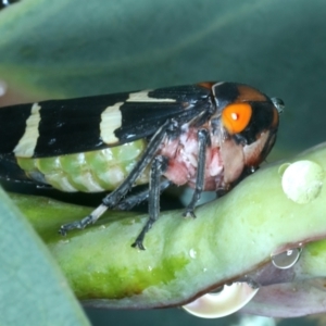 Eurymeloides pulchra at Ainslie, ACT - 29 Jan 2022