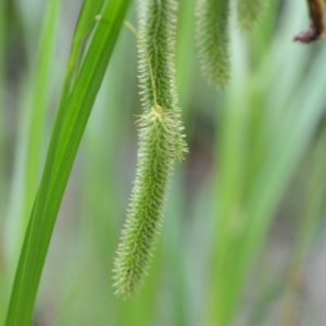 Carex fascicularis at Wamboin, NSW - 26 Nov 2021