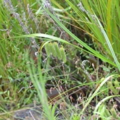 Carex fascicularis at Wamboin, NSW - 26 Nov 2021 01:17 PM