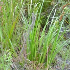 Carex fascicularis at Wamboin, NSW - 26 Nov 2021 01:17 PM