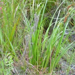 Carex fascicularis at Wamboin, NSW - 26 Nov 2021