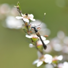 Enchoptera apicalis (Longhorn beetle) at Wamboin, NSW - 6 Nov 2021 by natureguy