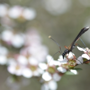 Enchoptera apicalis at Wamboin, NSW - 6 Nov 2021