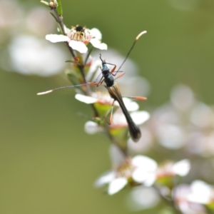 Enchoptera apicalis at Wamboin, NSW - 6 Nov 2021