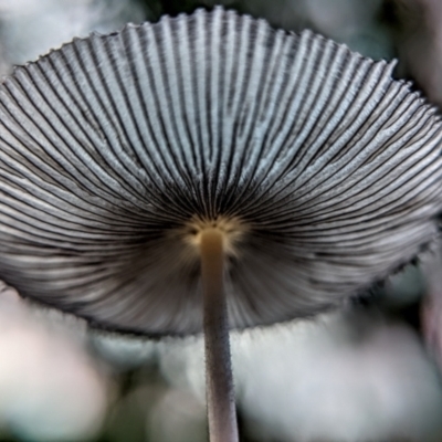 Coprinellus etc. (An Inkcap) at Mount Majura - 30 Jan 2022 by sbittinger