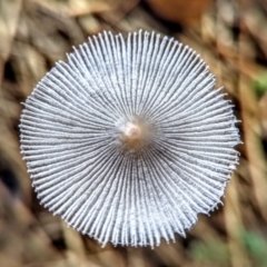 Coprinellus etc. at Hackett, ACT - 31 Jan 2022