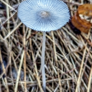 Coprinellus etc. at Hackett, ACT - 31 Jan 2022