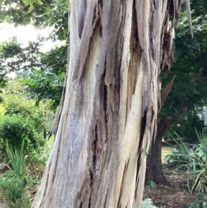 Eucalyptus leucoxylon at Queanbeyan, NSW - 31 Jan 2022