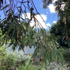 Eucalyptus leucoxylon at Queanbeyan, NSW - 31 Jan 2022