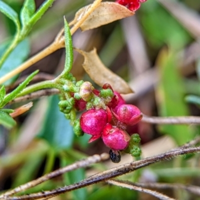 Einadia nutans (Climbing Saltbush) at Mount Majura - 30 Jan 2022 by sbittinger