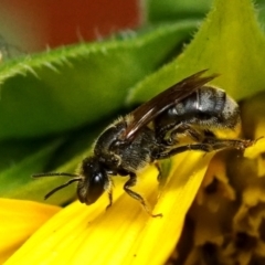 Lasioglossum (Chilalictus) sp. (genus & subgenus) (Halictid bee) at Page, ACT - 31 Jan 2022 by DonTaylor