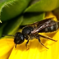 Lasioglossum (Chilalictus) sp. (genus & subgenus) at Page, ACT - suppressed