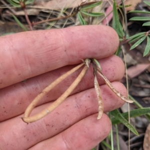 Lotus australis at Watson, ACT - 31 Jan 2022