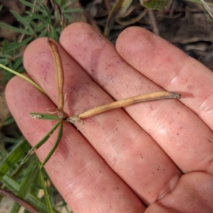 Lotus australis at Watson, ACT - 31 Jan 2022