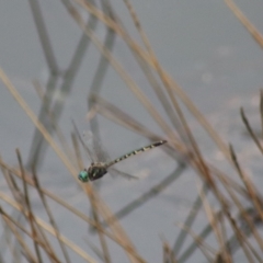 Hemicordulia australiae (Australian Emerald) at Goulburn, NSW - 30 Jan 2022 by Rixon