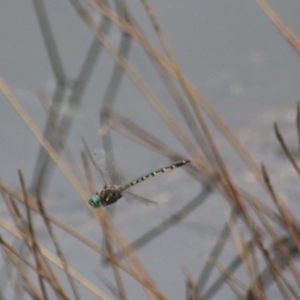 Hemicordulia australiae at Goulburn, NSW - 30 Jan 2022