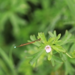 Ischnura aurora (Aurora Bluetail) at Goulburn Wetlands - 29 Jan 2022 by Rixon