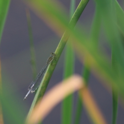 Ischnura heterosticta (Common Bluetail Damselfly) at Goulburn Wetlands - 29 Jan 2022 by Rixon