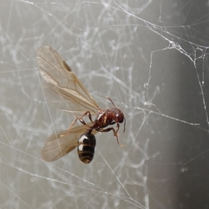 Myrmicinae (subfamily) at McKellar, ACT - 29 Jan 2022