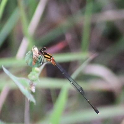 Nososticta solida (Orange Threadtail) at Baw Baw, NSW - 30 Jan 2022 by Rixon