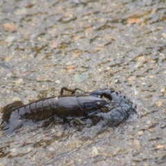 Cherax destructor (Common Yabby) at Kingsdale, NSW - 30 Jan 2022 by Rixon