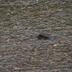 Cherax destructor at Kingsdale, NSW - 30 Jan 2022 02:32 PM