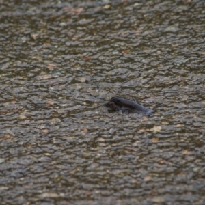 Cherax destructor at Kingsdale, NSW - 30 Jan 2022 02:32 PM