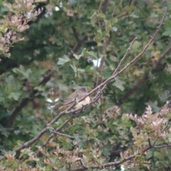 Acanthiza chrysorrhoa (Yellow-rumped Thornbill) at Baw Baw, NSW - 30 Jan 2022 by Rixon