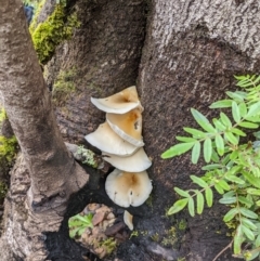 zz agaric (stem; gills white/cream) at Monga, NSW - 30 Jan 2022 by HelenCross