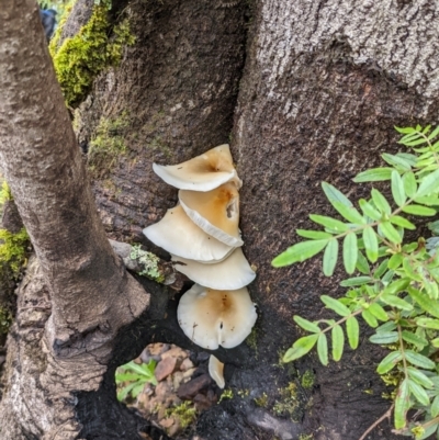 zz agaric (stem; gills white/cream) at Monga, NSW - 30 Jan 2022 by HelenCross