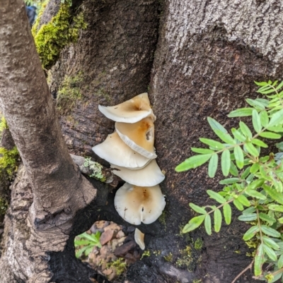 Unidentified Fungus at Monga, NSW - 30 Jan 2022 by HelenCross