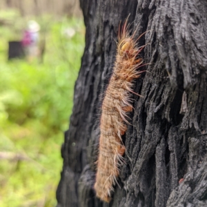 Porela (genus) at Monga, NSW - 30 Jan 2022