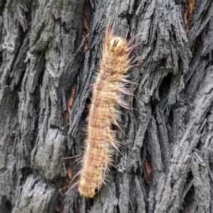 Porela (genus) at Monga, NSW - 30 Jan 2022