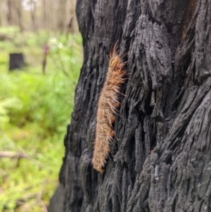 Porela (genus) at Monga, NSW - 30 Jan 2022