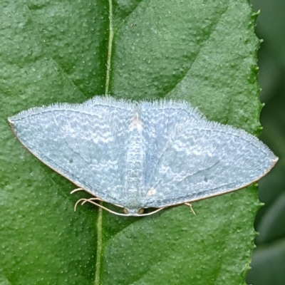 Poecilasthena thalassias (Sea-blue Delicate) at Mongarlowe River - 30 Jan 2022 by HelenCross