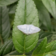 Poecilasthena thalassias at Monga, NSW - 30 Jan 2022