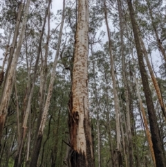 Eucalyptus fraxinoides (White Ash) at Monga National Park - 30 Jan 2022 by HelenCross