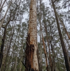 Eucalyptus fraxinoides at QPRC LGA - 30 Jan 2022
