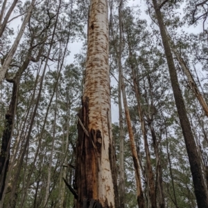 Eucalyptus fraxinoides at Monga, NSW - 30 Jan 2022