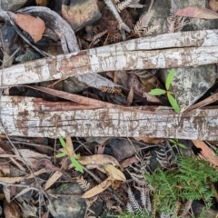 Eucalyptus fraxinoides at QPRC LGA - 30 Jan 2022