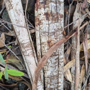 Eucalyptus fraxinoides at Monga, NSW - 30 Jan 2022